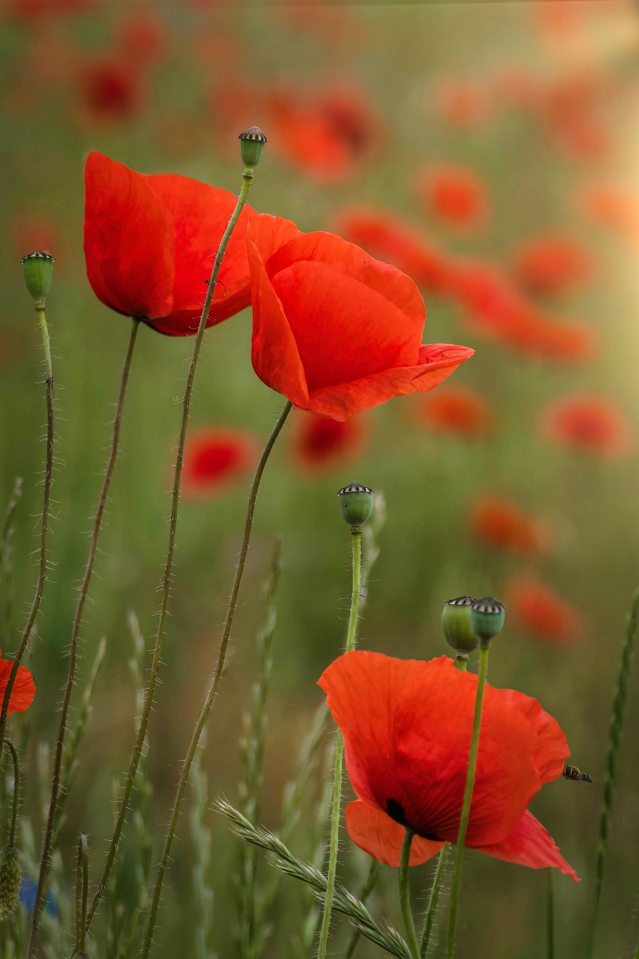 Coquelicots (poppies)