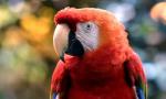 ARA ROUGE