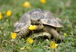 Tortue mangeant une fleur