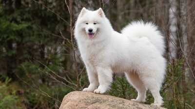 Chien blanc touffu dans forêt