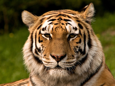 Un tigre MA-GNI-FI-QUE