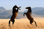 Chevaux