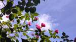 Roses in the wind